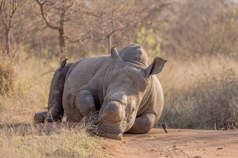 Rhino Revolution Nashorn