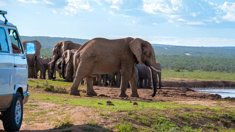 Bild von einer Gruppe Elefanten in Südafrika
