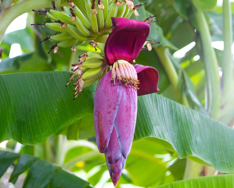 7 interessante Fakten über Banana-Blossom / Bananenblüten - Kumaio™ Selecto