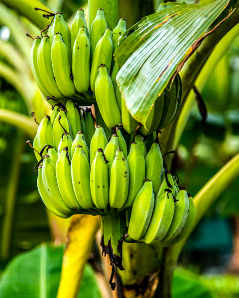 Bio Bananen Hälften getrocknet - 250 g