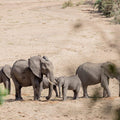 Rhino Revolution Europe Kruger Trip - Elefanten